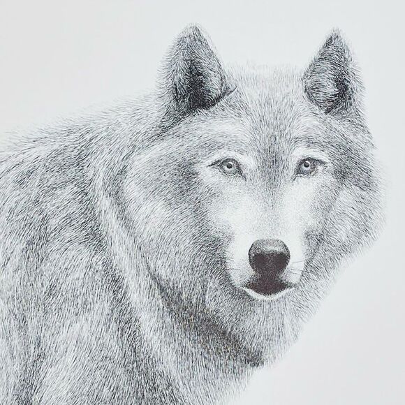 Canis Lupus “Wolf” Prints - Picture 2 of 4